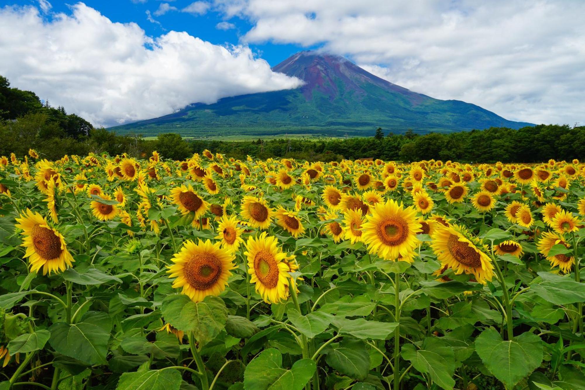 Fuji Yamanakako Hotel Bagian luar foto